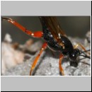 Dolichomitus messor - Schlupfwespe w01f 32mm - OS-Hasbergen Holzlagerplatz auf Eiche det06.jpg